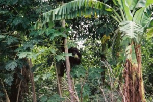 chimpanzé de Bossou, rencontré dans une friche agricole à proximité du village - Vincent Verroust
